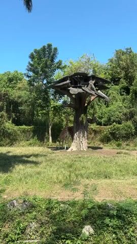 A giraffe stands beneath a large tree with a hollowed-out trunk and a canopy structure at the top. The giraffe is partially obscured by the tree. The environment appears to be an enclosure at a zoo, with lush green grass, other trees, and foliage in the background. The sky is clear and blue. The giraffe has a distinctive spotted pattern. Another giraffe can be seen behind the first one.