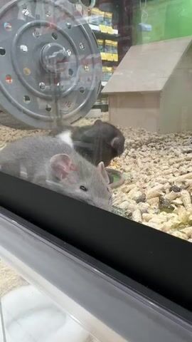 The video shows two rats in a glass enclosure. One rat is light gray and lying down, and the other is dark brown with a white stripe. The enclosure is filled with wood shavings, and there is a small wooden house and a metal running wheel in the background. The enclosure appears to be at a pet store, as shelves stocked with various items can be seen through the glass. The camera angle is from outside the enclosure, looking in. There is music playing softly in the background.