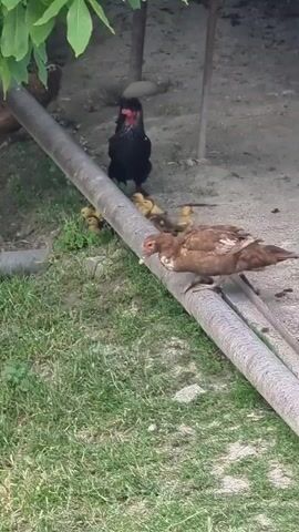 A short video depicts a rural farm scene in Verkhniy Dzhengutay, Russia. The primary subjects are a group of chickens and ducks, including a rooster and several ducklings. The animals are situated in a grassy area with some dirt and foliage, under what appears to be a shaded, outdoor environment. A large, cylindrical pipe runs diagonally across the frame, suggesting some sort of agricultural infrastructure.

The activity captured is the natural behavior of farm animals. A brown duck is seen foraging or moving near the pipe, while a black rooster stands alert in the background, surrounded by a cluster of yellow ducklings. Another brown chicken is partially visible to the left. The scene suggests a peaceful, everyday moment on a farm, likely during daylight hours given the lighting. The setting appears rustic and natural, with hints of vegetation and possibly some basic structures in the background. No text is visible in the video.