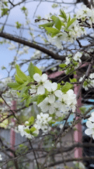 White blossoms bloom on tree in rural Russia