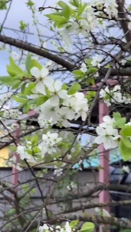 The video shows a close-up of a flowering tree branch with white blossoms and green leaves. The tree's branches are thin and dark. In the background, there is a blurry view of a building with pink and yellow elements and a partially visible blue sky. The camera angle is slightly upward, focusing on the blossoms. The scene gives the impression of early spring.