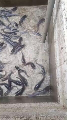 A concrete enclosure contains a large number of small, dark fish swimming in cloudy water. A grey pipe extends into the enclosure from the upper right, releasing a stream of water that creates ripples on the surface. The fish are densely packed in the water, with some appearing to swim towards the incoming water. The enclosure walls are rough and grey.