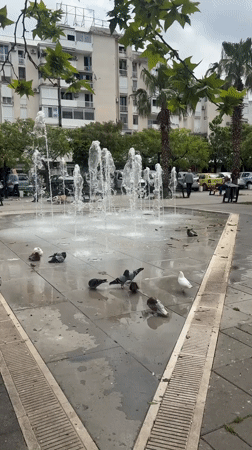 Pigeons bathe in public fountain in Bar, Montenegro