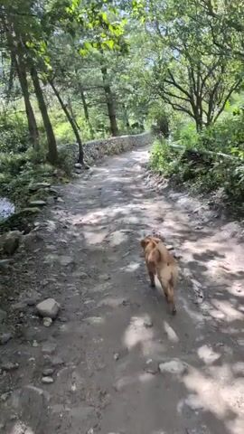 A dog with light brown fur walks away from the camera on a dirt path through a forest. To the left of the path, a small stream flows. The path is lined with trees and vegetation. In the background, a stone wall runs alongside the path. The sun is shining through the trees, creating dappled light on the path. The video shows the dog walking along the path for a few seconds before the clip ends.