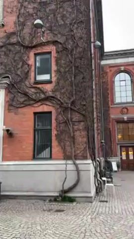 The video shows the exterior of a brick building, partially covered in leafless vines. The building has several windows with dark frames and a gray stone base. There are streetlights attached to the building. The ground is paved with cobblestones. A section of another building with a large arched window and ornate details is visible to the right. There are a few white plastic chairs near the base of the building, along with some other unseen objects. The sky is overcast. The camera pans slightly upward and to the left.