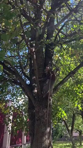 A hairless cat wearing a harness is climbing a tree with the assistance of a rope. The cat is on the trunk of a tree, halfway up. The cat's front paws are on the trunk, and its back legs are dangling in the air. A rope is attached to the harness and is going down the tree. The cat's head is turned to the right, and it is looking up. The tree has green leaves and brown branches. The sun is shining through the leaves, creating shadows on the ground. In the background, there is a fence and some grass.