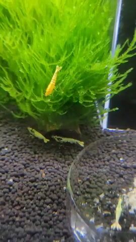 A close-up shot shows several shrimp in an aquarium. A bright orange shrimp is perched on a large, bright green clump of aquatic moss towards the top of the frame. Below the moss, on the dark substrate of the aquarium floor, two yellow and black shrimp are visible. A portion of a glass object, possibly a feeding dish or a plant pot, is in the lower right corner of the frame. A very pale green shrimp is also visible in the glass object. The lighting is bright, highlighting the vibrant colors of the shrimp and the moss.
