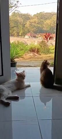 Two cats are lying on a tiled floor by an open doorway. One cat, predominantly white with orange markings, is lying on its side with its head resting on the floor, eyes closed. The other cat, a long-haired ginger-colored cat, is sitting upright, facing away from the camera and looking out of the doorway. Through the doorway, a landscape is visible with trees, houses, and hills in the background. The sun is shining, casting reflections on the tiled floor. A person wearing a white t-shirt and blue jeans walks into the frame from outside and passes by the cats, who remain facing the outdoors. The person exits the frame. The cats continue to look outwards.