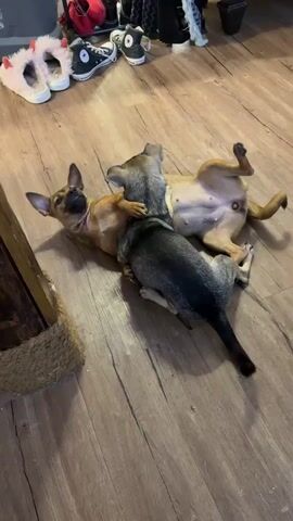 Two dogs are seen playing indoors on a light brown wooden floor. One dog, light brown with a tan underside, is lying on its back with its paws raised, looking towards the camera with an open-mouthed, playful expression. The other dog, dark gray or charcoal-colored, is positioned on top of the lighter dog, engaging in what appears to be a friendly wrestle. The darker dog's front paws are near the lighter dog's chest. In the background, several pairs of shoes, including fuzzy slippers and black sneakers, are visible near a wooden post wrapped in rope, possibly part of a cat tree or scratching post. The lighting suggests it is daytime, and the scene conveys a sense of playful domesticity. No visible text is present.