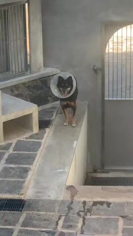 A dog wearing a cone stands on a concrete ramp with its mouth open, looking towards the camera. The camera zooms out to show the dog in a dog run with another dog sleeping in the background. The dog run has concrete structures and a metal gate.