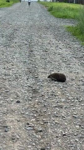 This media file shows a short video clip taken in Pyachanki, Russia. The scene is a dirt road covered with many small, grey pebbles. In the foreground, a small hedgehog is walking slowly across the road. The hedgehog is dark brown and covered in quills. Its head is lowered as it moves. In the background, there are a few indistinct figures of people walking further down the road. The ground is uneven, and there is some sparse green vegetation visible on the sides of the road. The lighting suggests it is daytime, likely overcast or early evening, as there are no harsh shadows. The overall mood is peaceful and observational. There is no visible text in the media file.