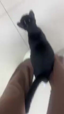 A short video shows a black cat standing on a tiled floor, with a person's leg visible at the beginning. The camera then rises, focusing on the cat's back as it walks away. The floor appears to be made of light-colored square tiles. In the background, there's a metal utility cart with wheels, and a frosted glass door or window. The cat is the primary subject, and the video follows it as it moves.