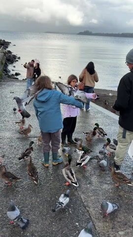 The video shows a group of people gathered near a body of water on a cloudy day, interacting with a multitude of ducks and pigeons. Two young girls stand in the center of the frame, each extending their arms with birds perched on their hands. An adult stands to the right of the frame, also feeding the birds. Another person is positioned to the left, holding a mobile phone, presumably taking photos or videos of the scene. The birds consist of a mix of ducks and pigeons, scattered around the feet of the people. The backdrop includes a metal railing and a wall on the left, and a dock extending into the water, where a group of people are taking selfies or photos. The overall atmosphere is one of interaction with wildlife in a natural setting. The ground appears to be a paved area, possibly a promenade or walkway adjacent to the water.