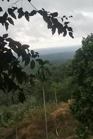 The video shows a scenic view of a valley with rolling hills covered in dense greenery. In the foreground, dark, silhouetted leaves hang from a branch, partially obscuring the view. A tall, slender palm tree stands prominently in the middle ground, with two smaller palm trees visible behind it. The sky is overcast with clouds. The overall impression is one of a natural, somewhat remote landscape.