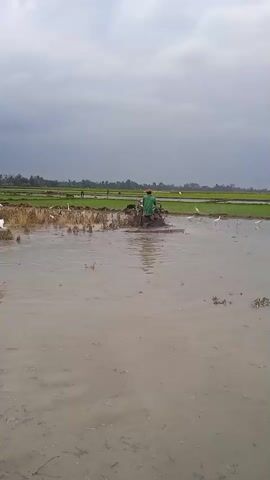 A person in a green shirt operates a walking tractor through a flooded field. The tractor churns up mud and water as it moves. Several white birds are scattered throughout the field, some wading in the water and others standing on the muddy banks. In the background, a green field stretches to the horizon, bordered by trees. The sky is overcast with dark clouds.