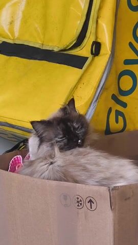 A cat with dark brown fur on its face and light brown fur on its body rests in a cardboard box. The cat is curled up with its eyes closed. A yellow delivery bag with the word "Glovo" printed on it is behind the box. The box has shipping symbols printed on it.