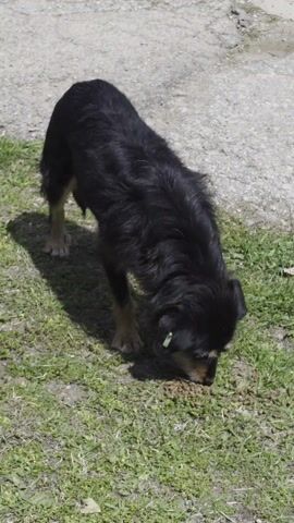 A medium-sized, predominantly black dog is seen on a patch of grass next to a concrete or asphalt surface. The dog has some brown coloration around its legs and face. It is eating something on the ground. The dog also appears to have an ear tag. The lighting is bright, casting a shadow of the dog on the grass.
