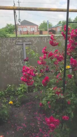 This is a video of a garden with various flowers blooming. In the foreground, there is a bush with bright pink roses, some of which have fallen petals scattered on the ground. To the left of the pink roses, there is a smaller bush with yellow flowers. Further to the left and extending upwards is a trellis covered with a dense vine of purple clematis flowers. In the middle ground, there is a patch of tall green plants, possibly lilies, with red roses blooming on stalks to their right. There are also yellow flowers scattered throughout the garden. In the background, a weathered gray concrete wall stands behind the garden. Beyond the wall, there are houses with red and blue roofs and green trees. The sky appears overcast. The video pans slowly across the garden, showing different sections and plants. There are no people visible in the video. The overall impression is a vibrant and lush garden in bloom.