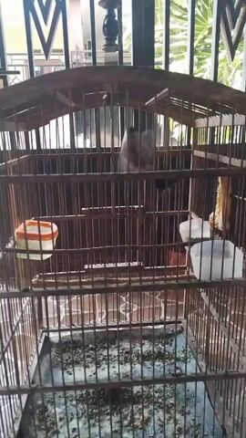 The video shows a bird inside a wooden cage. The bird is small and brown. It hops around on a perch and pecks at food. The cage is old and dirty. There are two small containers inside the cage, one on the left and one on the right. The one on the left has an orange rim. The one on the right is white. The bottom of the cage is covered in birdseed and droppings. There is a decorative element on the top of the cage. In the background, there is a window with bars.