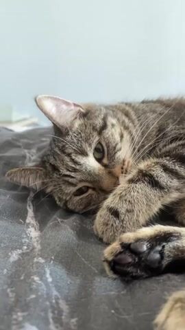 A close-up shot focuses on a tabby cat resting on a dark, patterned surface, likely a bed. The cat is lying on its side, with its head tucked into its paws. A human hand enters the frame from the left and gently strokes the cat's head and face. The cat's eyes are closed, and it appears to be relaxed and possibly sleeping. The background is a plain, light-colored wall.