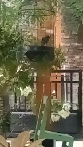 A bird is perched on a black platform that is attached to a pole. A birdcage is behind the bird. The bird is facing right. The pole is brown and has a green chair in front of it. There are trees and foliage in the background. A brick wall is also visible.