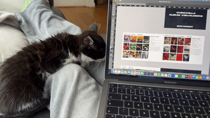 Cat naps on lap during design work in Great Yarmouth
