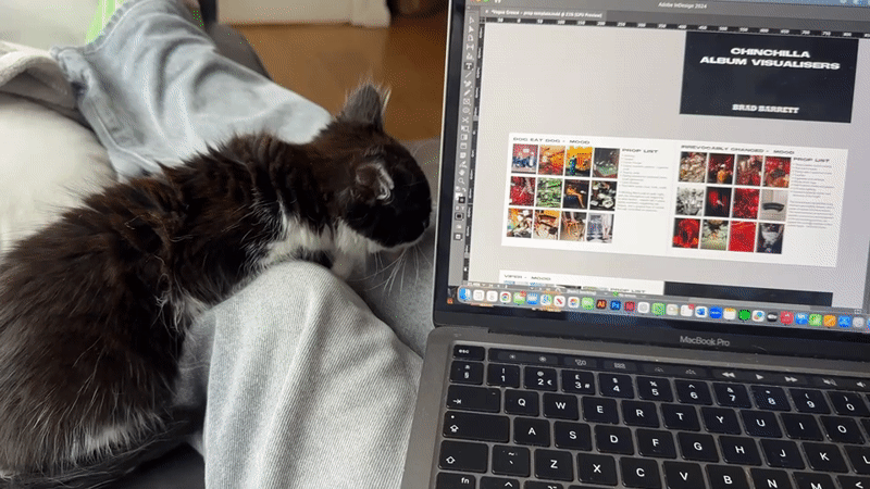 Cat naps on lap during design work in Great Yarmouth
