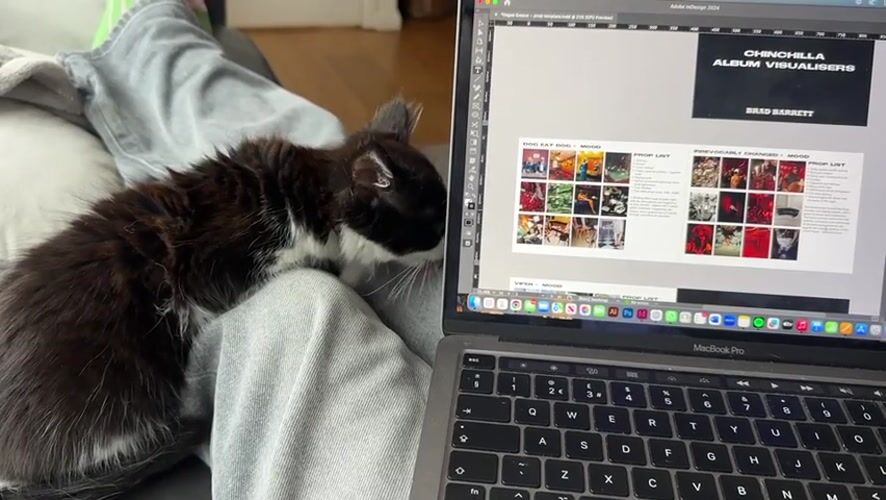 Cat naps on lap during design work in Great Yarmouth