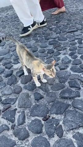The video shows a tabby cat standing on a cobblestone path. The cat is looking down at something on the ground. A hand is reaching out towards the cat, seemingly offering food. In the background, two people are walking away from the camera. The environment appears to be outdoors, possibly in a city or town.