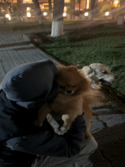 Person walks dogs near stone building in Yerevan evening