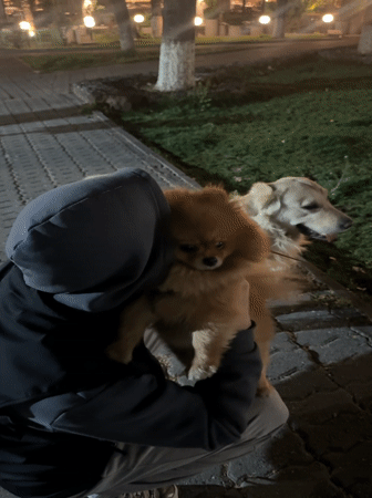 Person walks dogs near stone building in Yerevan evening