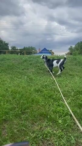 The video shows a black and white goat on a leash, running in a grassy field. The goat has short, curved horns and is wearing a halter. The field is bordered by a red fence, and behind the fence are houses with peaked roofs. There are trees in the background, and the sky is cloudy. A person is visible in the background, near the fence, wearing a blue shirt and shorts. The overall setting appears to be a rural or suburban area in Ryasnoi, Russia. The time of day appears to be daytime, likely afternoon, given the lighting. The goat appears energetic and playful as it runs, pulling on the leash.