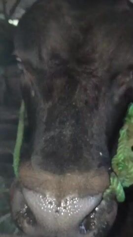 A close-up shot of a cow's head, likely taken in a barn or enclosure. The cow is dark-colored with a green rope tied around its snout, appearing to be a halter. The rope is knotted and secured. The cow's eyes are visible, with one appearing slightly more prominent than the other. Droplets of water or saliva are visible around its muzzle. In the background, there are wooden structures and what appears to be straw or hay on the ground. The lighting is dim, suggesting an indoor setting. The cow's head is positioned low, possibly eating or drinking.