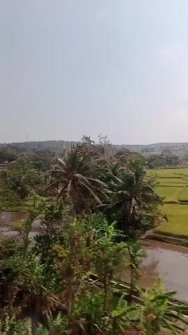 An aerial shot pans over a rural landscape dominated by lush green vegetation and terraced rice paddies. The sky is clear and bright, indicating a sunny day. The rice paddies are a mix of muddy brown soil and vibrant green patches, suggesting different stages of cultivation. Scattered throughout the scene are numerous palm trees, their fronds swaying gently in the breeze. In the distance, a few buildings are visible, hinting at a small settlement. The overall impression is one of natural beauty and agricultural activity.