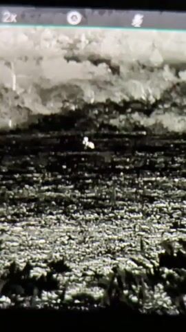 The video displays a grainy, black and white image captured from a thermal imaging device, indicated by the "2x" in the top left corner of the screen. The scene features a landscape with dark ground cover in the foreground and middle ground, appearing rough and uneven. Above this, a lighter, less defined area suggests a treeline or vegetation in the background. In the middle ground, there's a small, bright spot of heat. The camera moves slightly, showing the background and foreground.