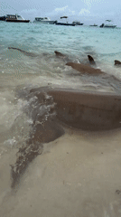 Brown sharks spotted in shallow waters near Maldives beach