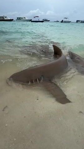 The video shows two brown-colored sharks swimming in shallow water near a sandy beach. The sharks are close to the shore, with their fins visible above the surface. The water is clear and turquoise in color. Several boats are anchored in the distance. The camera angle is close to the water level, providing a clear view of the sharks' bodies.