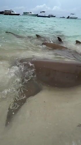 Brown sharks spotted in shallow waters near Maldives beach