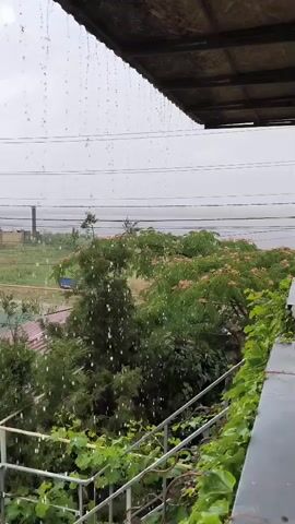 This is a video of rain falling outside a covered area. The camera is positioned to look out over a green, leafy area with trees. Raindrops are visible falling through the air, and some are hitting the surface of the covered area. The sky is overcast.