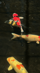 Morning scenes captured at Thai residence: koi, spirit houses, flowers