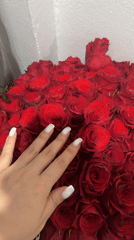 Domestic moments with roses, dog, beetle observed in Kathu
