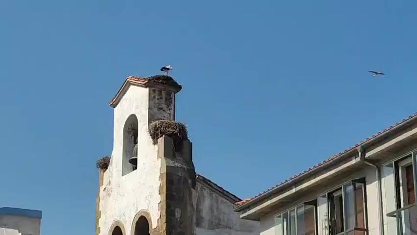 The video displays a view of the top of a white bell tower against a clear blue sky. A stork stands atop the bell tower. There are also several stork nests visible on the sides of the bell tower and one on the roof of an adjacent building. Several birds are seen flying in the sky.