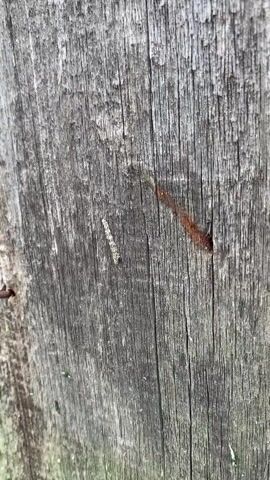 A close-up, shaky video shows a caterpillar moving across a weathered wooden fence. The fence has vertical grain and appears to be old. There is a rusted nail head visible on the left side of the frame. On the right side, there is a reddish-brown stain or mark on the wood, and a small dark opening. The caterpillar is light-colored with some darker markings and is moving from left to right. The background is blurred, suggesting a shallow depth of field.