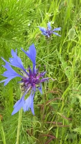 The video shows a field of wildflowers. In the foreground, there is a close-up of a blue cornflower with intricate purple details. Behind it, the camera pans slightly to reveal a broader view of the field. Red poppies are visible amongst the green foliage and other blue cornflowers scattered throughout the scene. The overall impression is of a natural, overgrown meadow with vibrant colors.