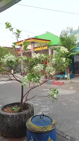 A plant with white flowers in a concrete pot is in the foreground. Behind the plant, there is a blue garbage can with a yellow lid. In the background, there is a building with a green roof and yellow trim. The sky is overcast. The video is shot from a low angle and is slightly shaky.