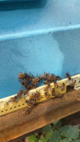 The video shows a close-up of a beehive entrance. A group of honeybees are clustered around the entrance, with some entering and exiting the hive. The bees are a mix of brown and black with yellow stripes. The hive is painted blue on the outside and has a yellow plastic component at the entrance. The ground in front of the hive appears to be soil and some green foliage. The lighting suggests it is daytime, possibly in the morning or afternoon, with natural sunlight illuminating the scene. There are no humans visible in the video.