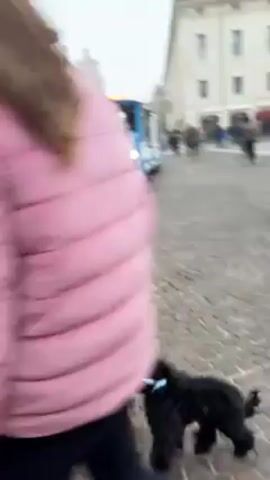 A small, blue and white tourist train drives over a brick-paved road. The train has a wreath on the front and is pulling two passenger cars.  There are people walking in the background and buildings on either side of the road.  The weather looks overcast. A dog runs in front of the camera at the beginning of the video.