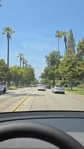 The video shows a car's perspective driving down a tree-lined street. Palm trees are interspersed among other trees. The sky is blue and mostly clear. There are several other cars on the road. The car is moving slowly in traffic. The steering wheel is visible at the bottom of the frame.  The word "PEDESTRIAN" is painted on the road.