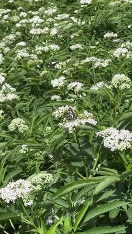 The video shows a close-up, eye-level view of a field of elderflower bushes. The bushes are dense and full of small white flowers, with vibrant green leaves. In the center of the frame, a butterfly with black and white marbled wings is perched on one of the flower clusters. The butterfly is still for a moment, then it begins to move its wings slightly. The background is blurred, with more elderflower bushes visible, creating a soft, natural setting. The lighting suggests it is a bright, sunny day.