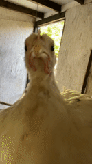 Farm animals, a sleepy cat, and countryside life in Zlatograd